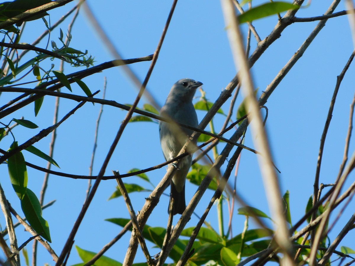 Sayaca Tanager - ML620691022