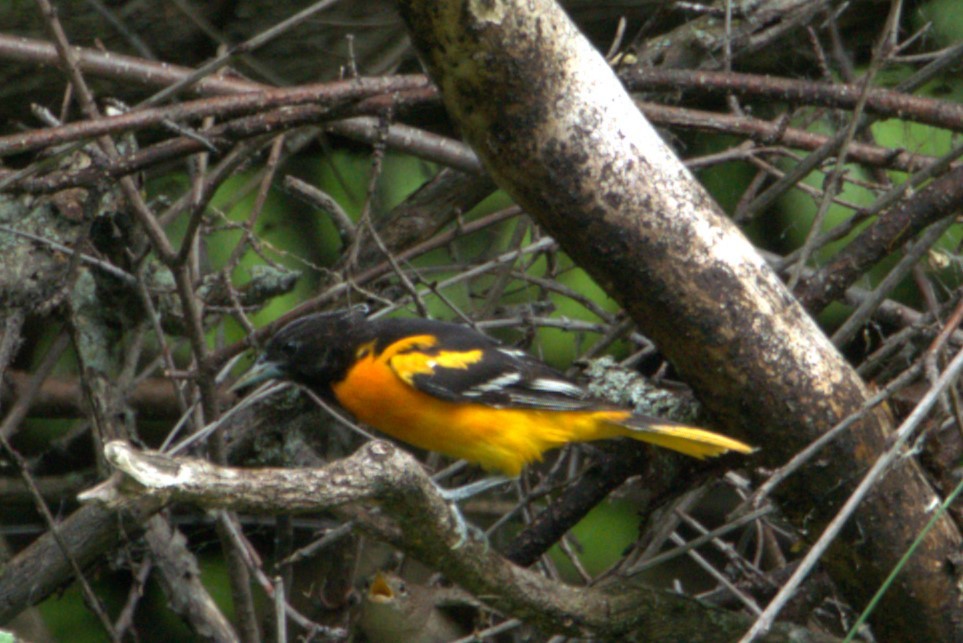 Baltimore Oriole - ML620691023