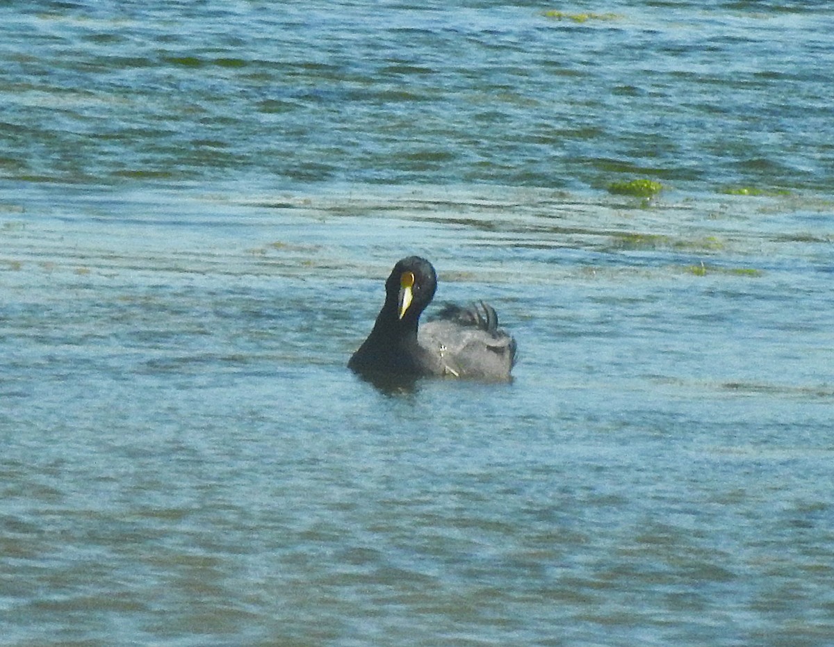 Foulque leucoptère - ML620691031