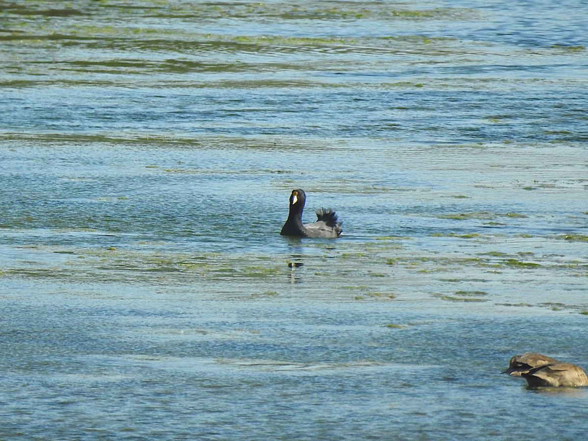 Weißflügel-Blässhuhn - ML620691032