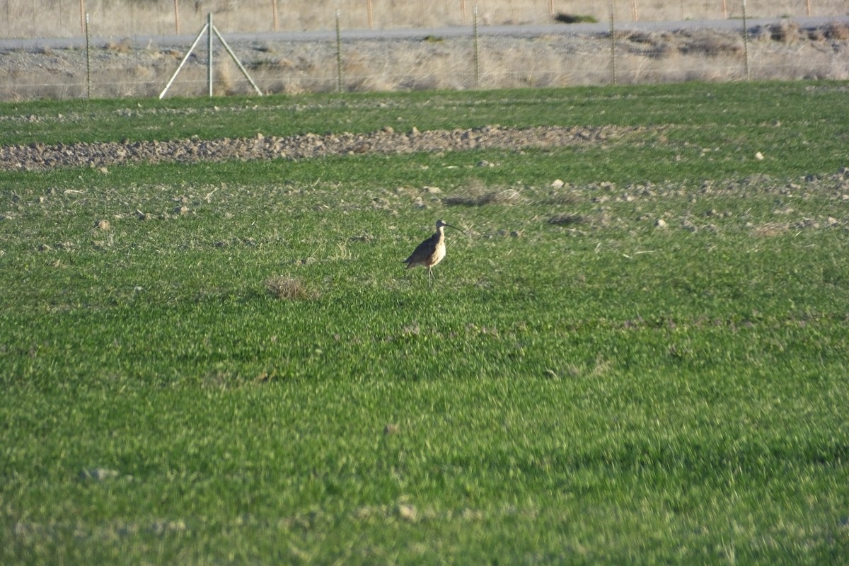 Long-billed Curlew - ML620691035