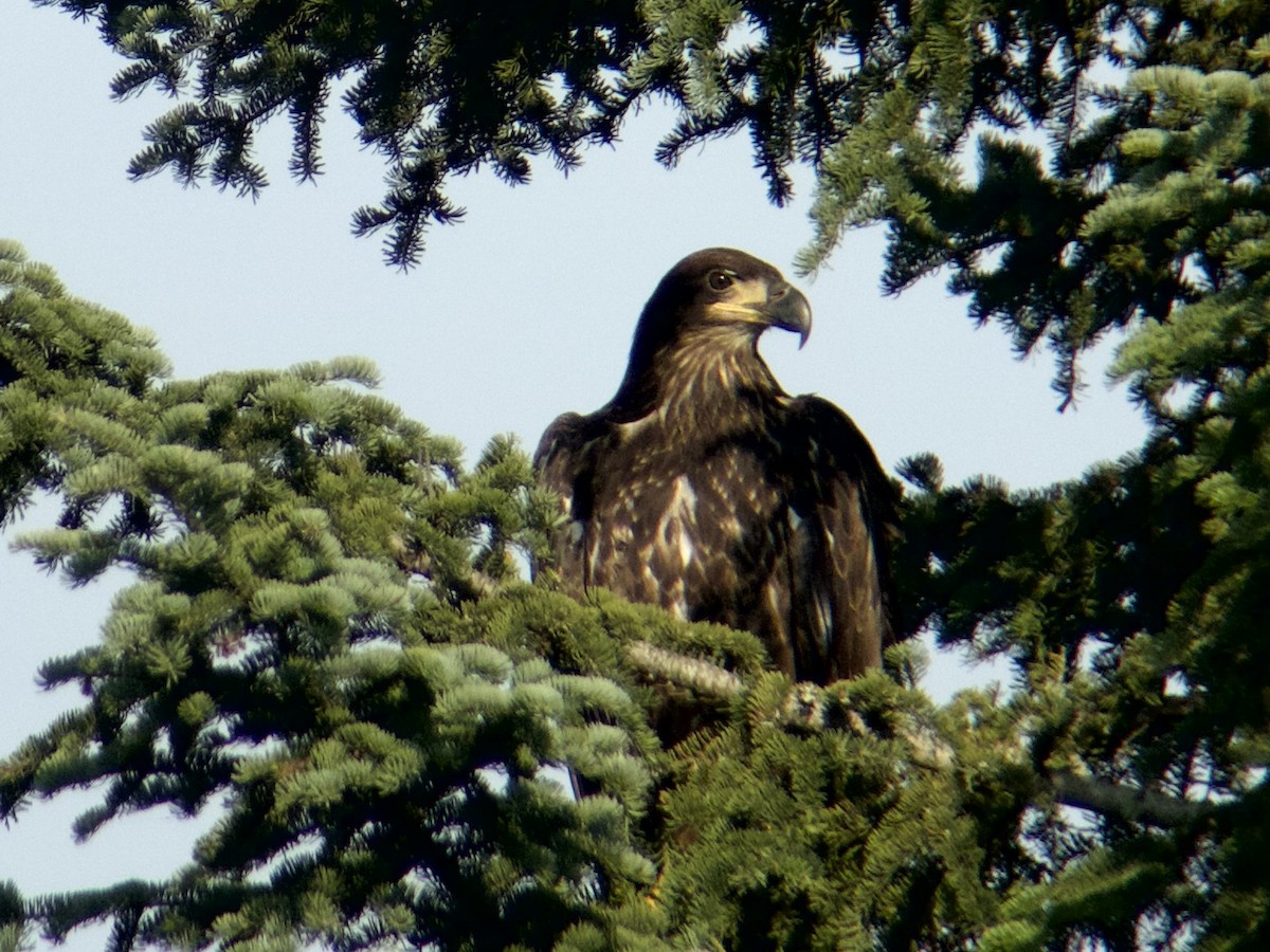 Bald Eagle - ML620691037