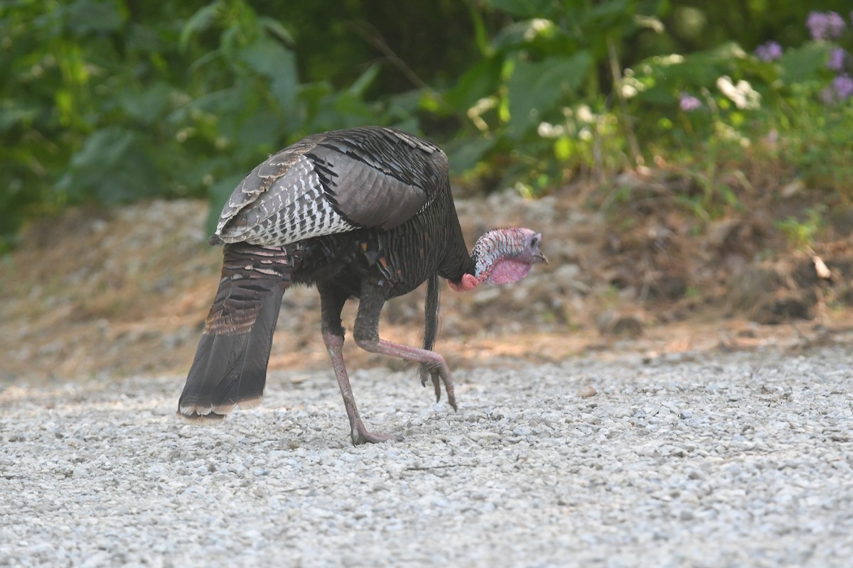 Wild Turkey - ML620691039