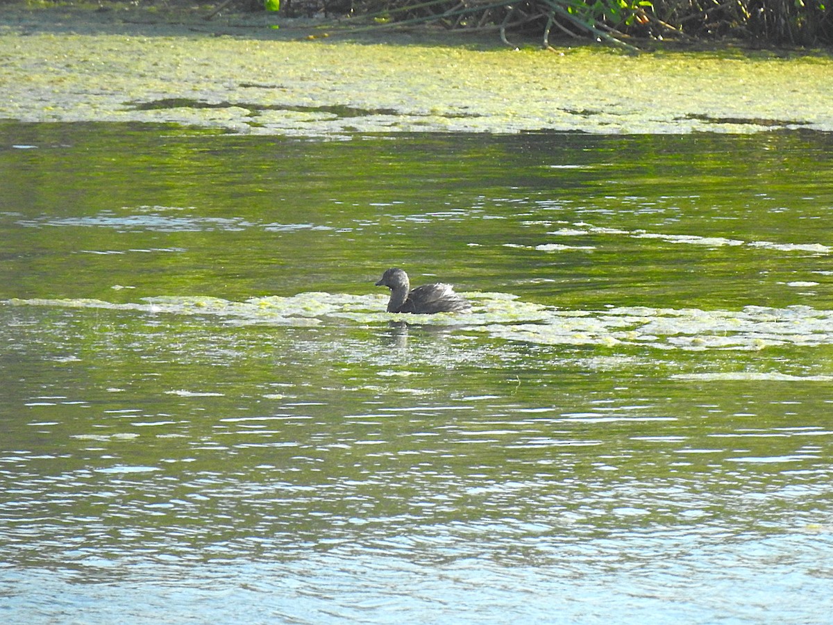 Least Grebe - ML620691041