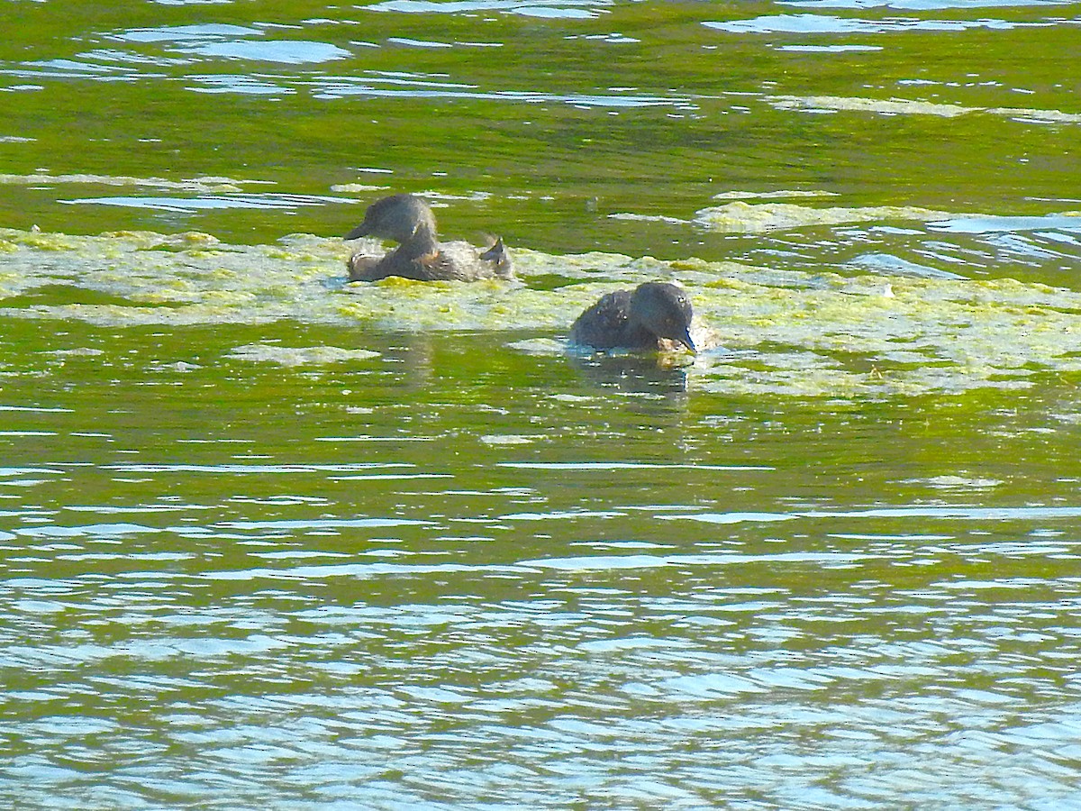 Least Grebe - ML620691042