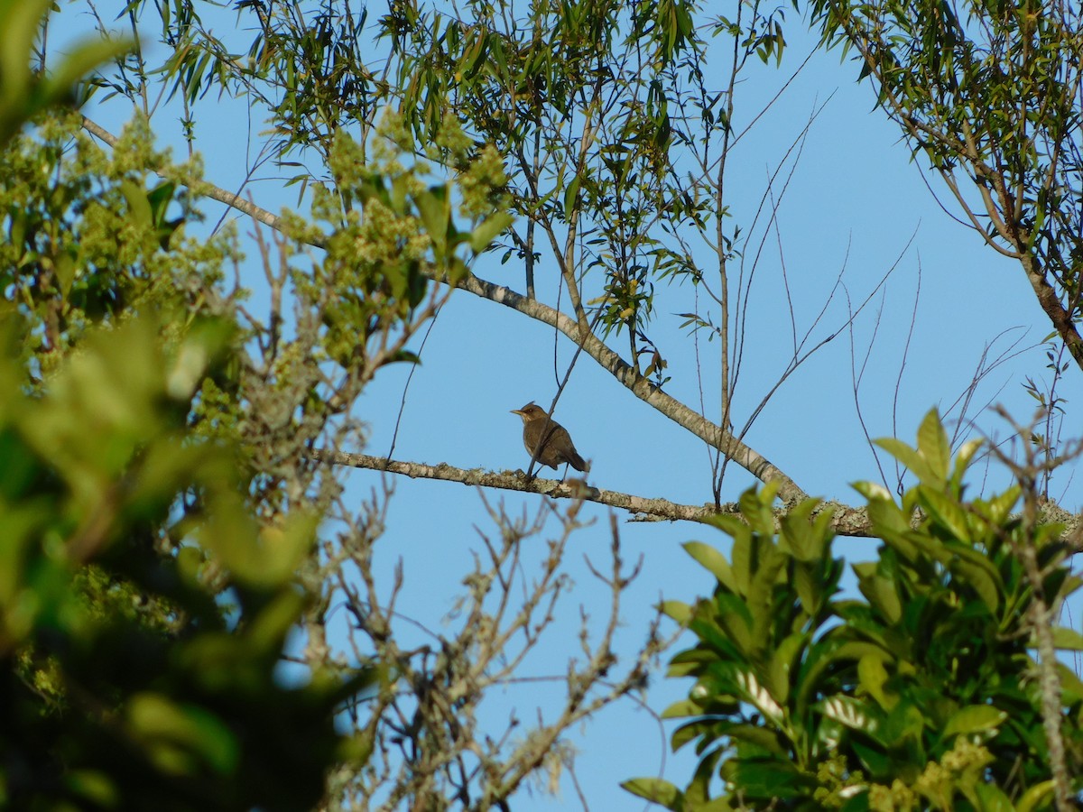 Creamy-bellied Thrush - ML620691045