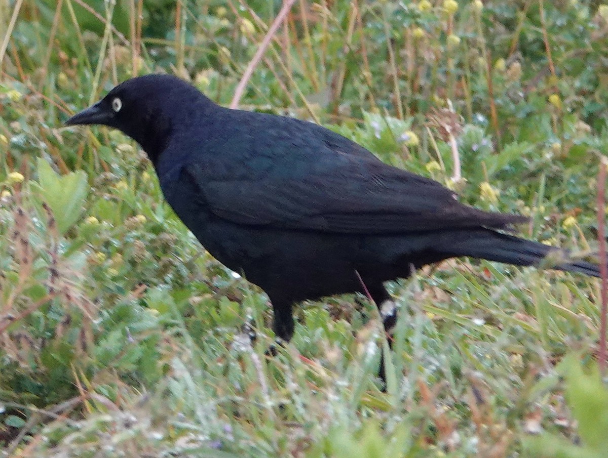 Brewer's Blackbird - ML620691047