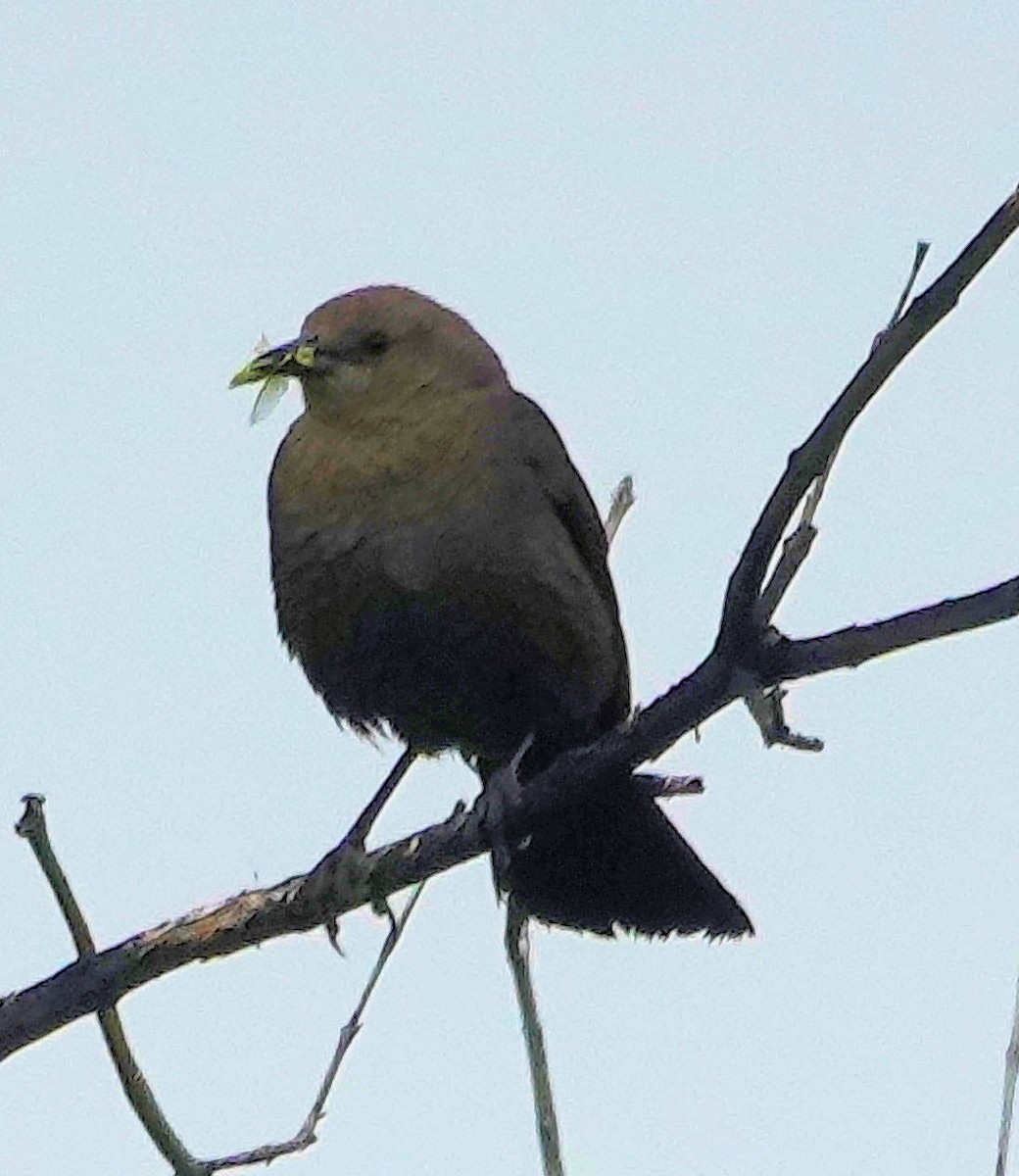 Brewer's Blackbird - ML620691048