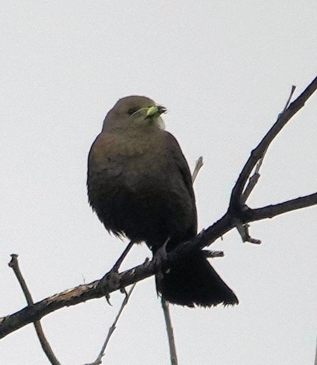 Brewer's Blackbird - ML620691049