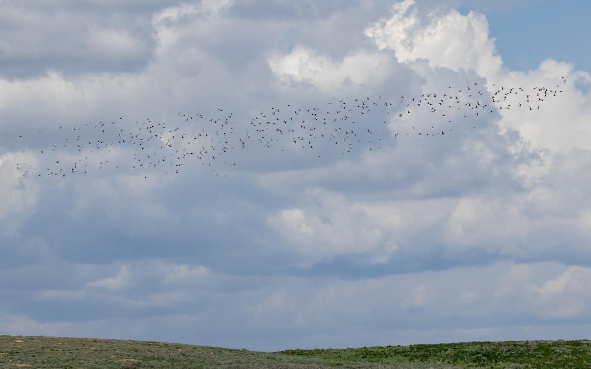 Black-bellied Plover - ML620691050