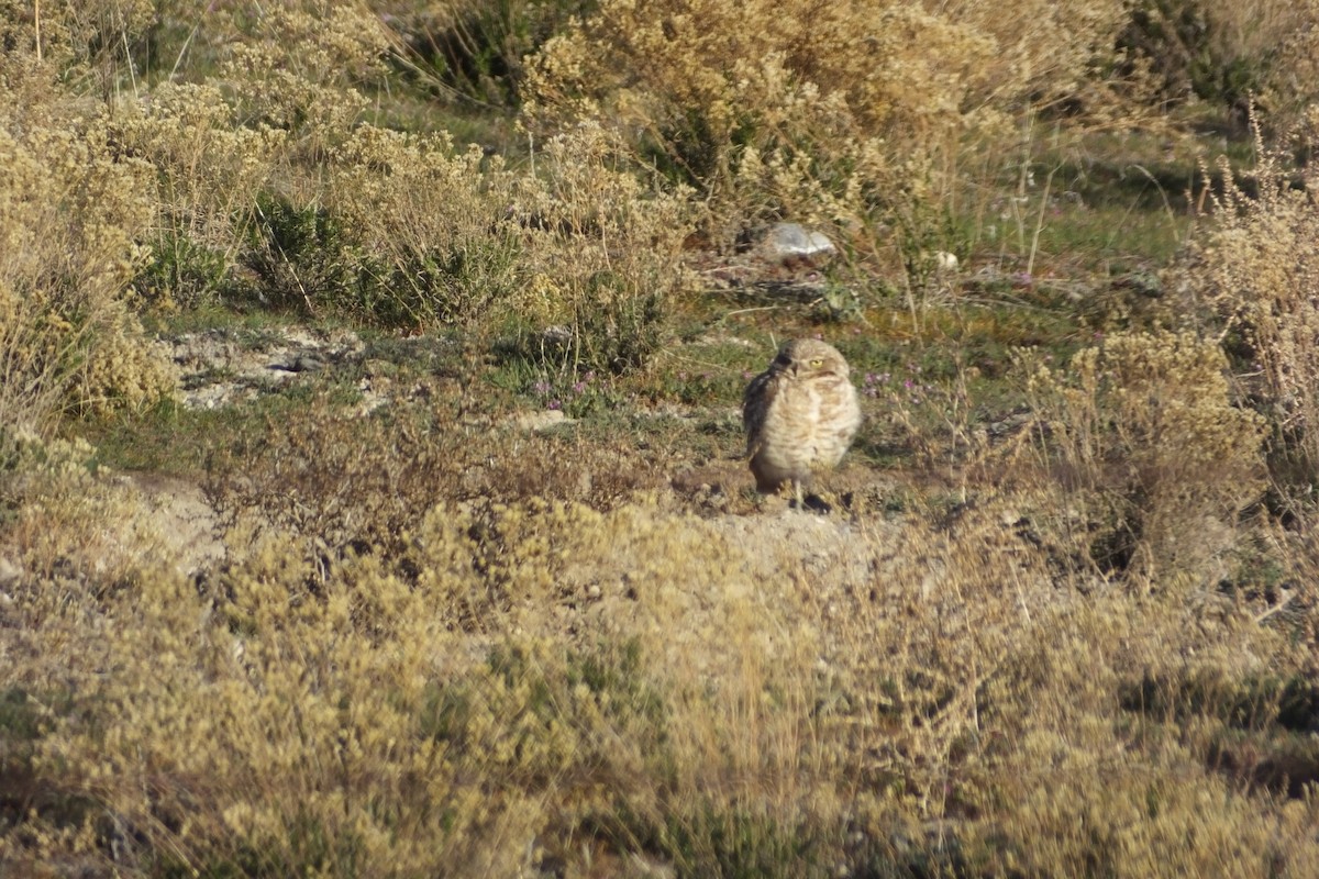 Burrowing Owl - ML620691051