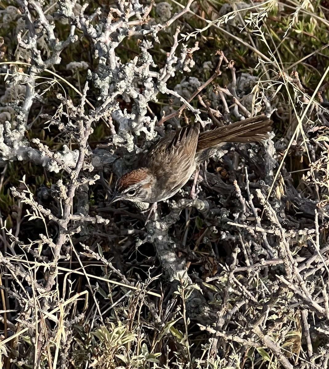 Rufous-crowned Sparrow - ML620691056