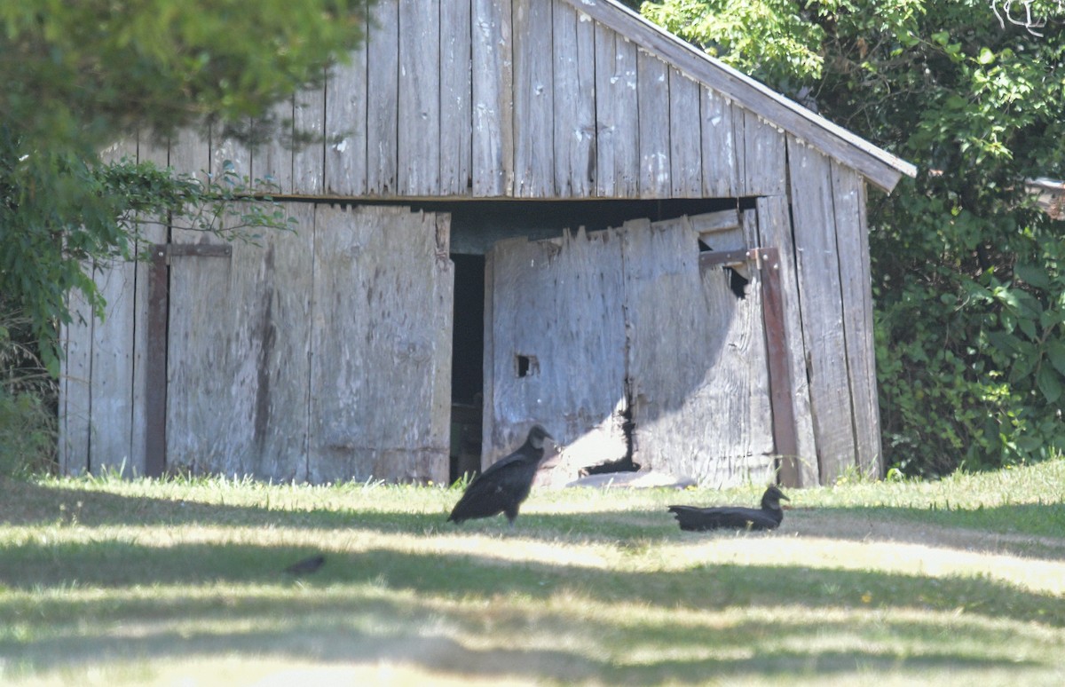 Black Vulture - ML620691057