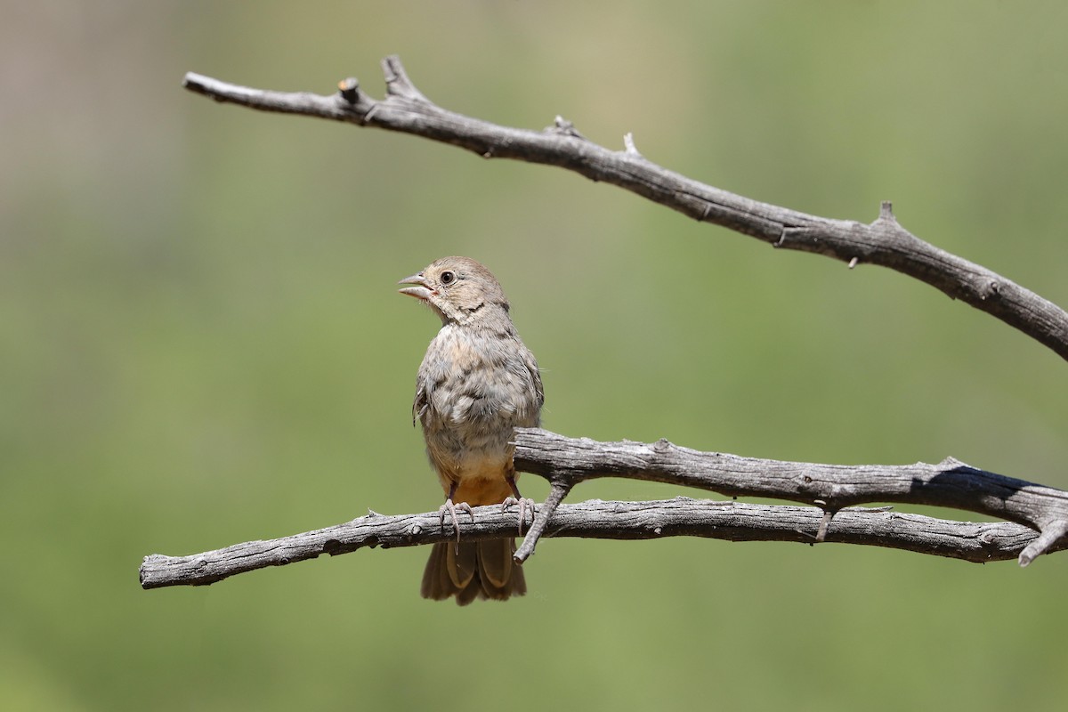 Canyon Towhee - ML620691058