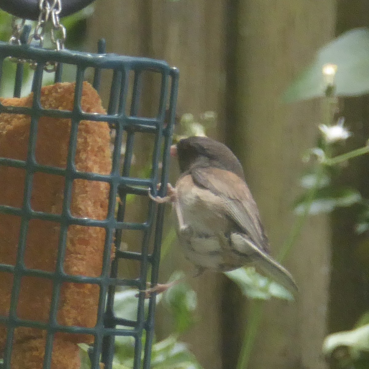 Dark-eyed Junco (Oregon) - ML620691059