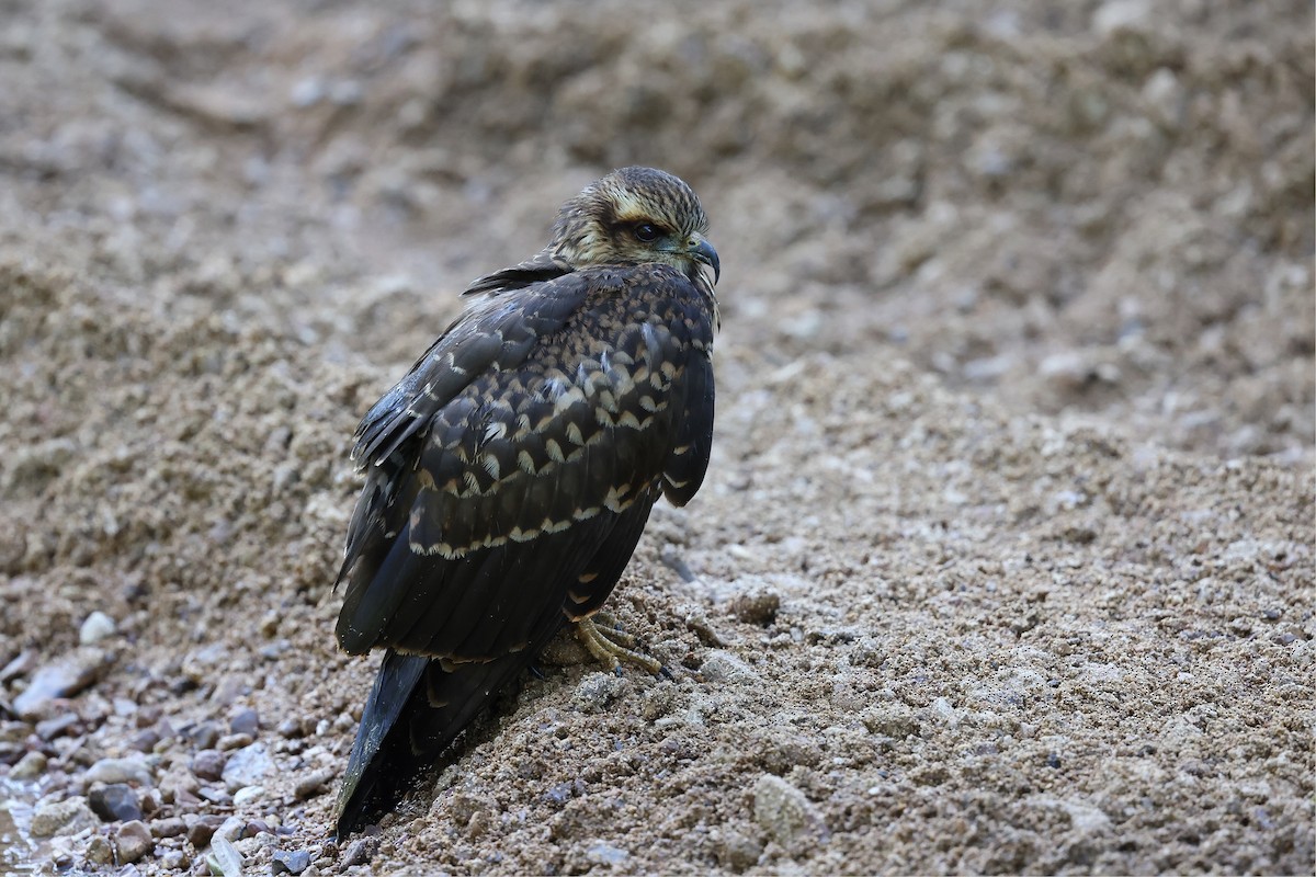 Snail Kite - ML620691061