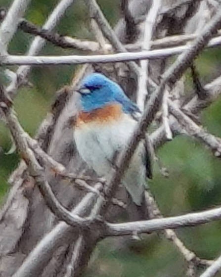 Lazuli Bunting - ML620691062