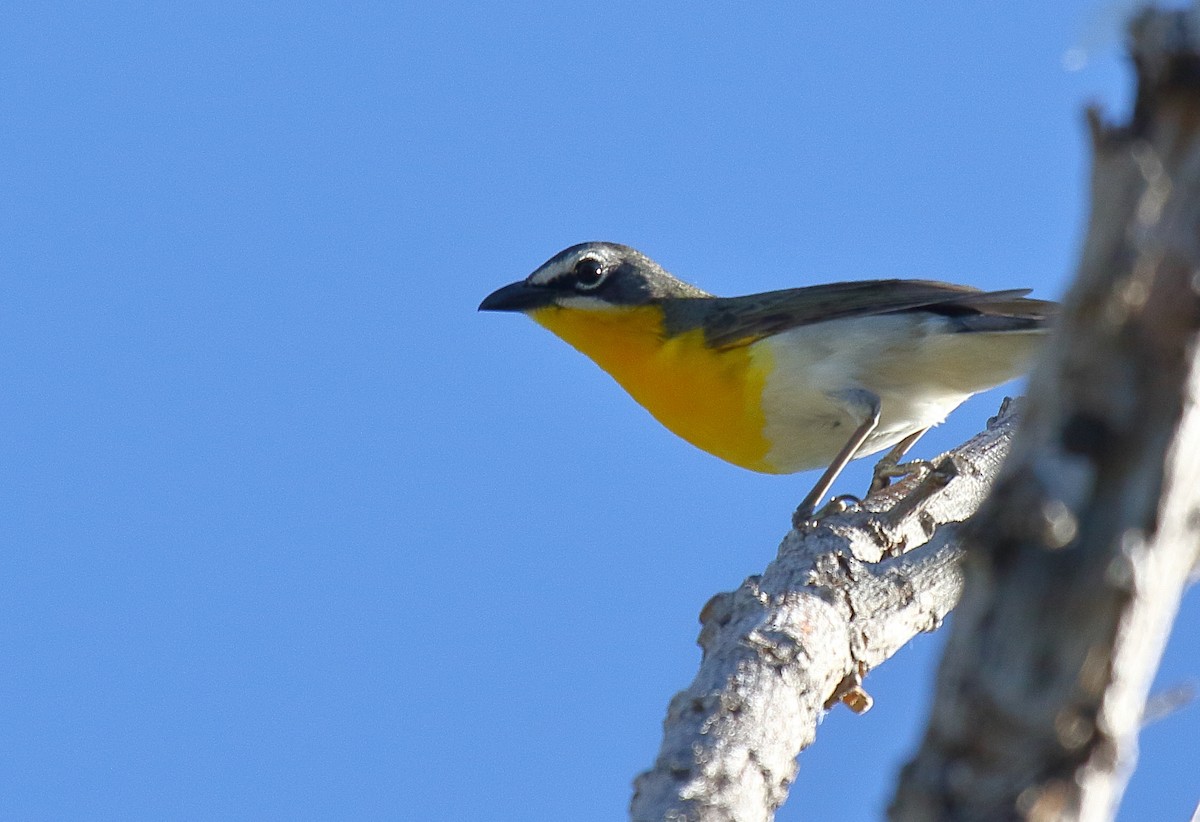 Yellow-breasted Chat - ML620691064