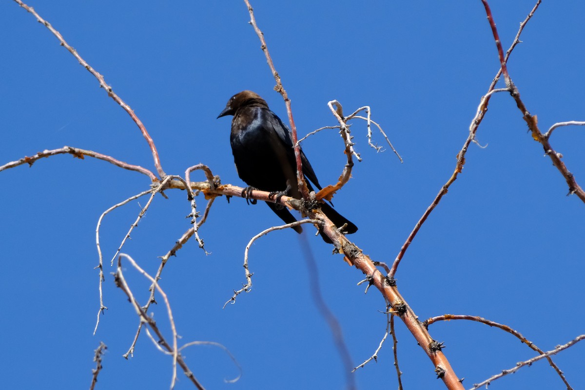 Brown-headed Cowbird - ML620691066