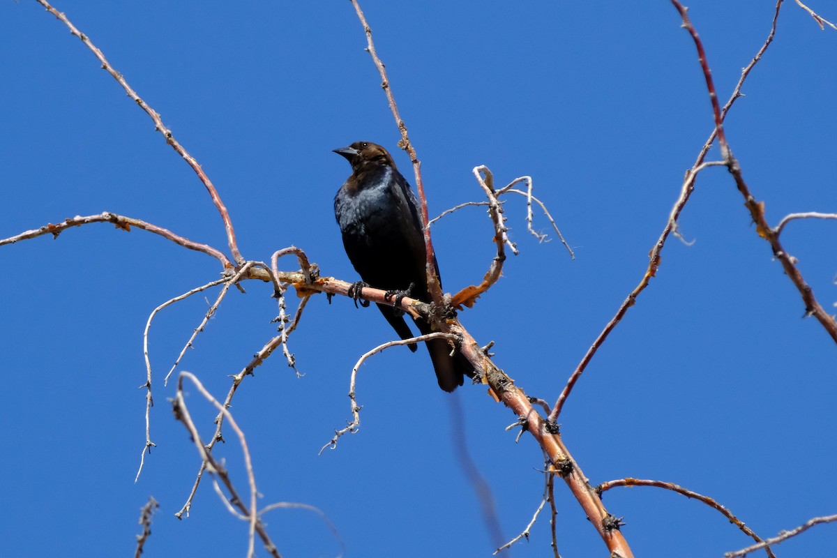 Brown-headed Cowbird - Klaus Bielefeldt