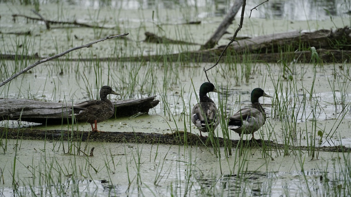 Canard colvert - ML620691069