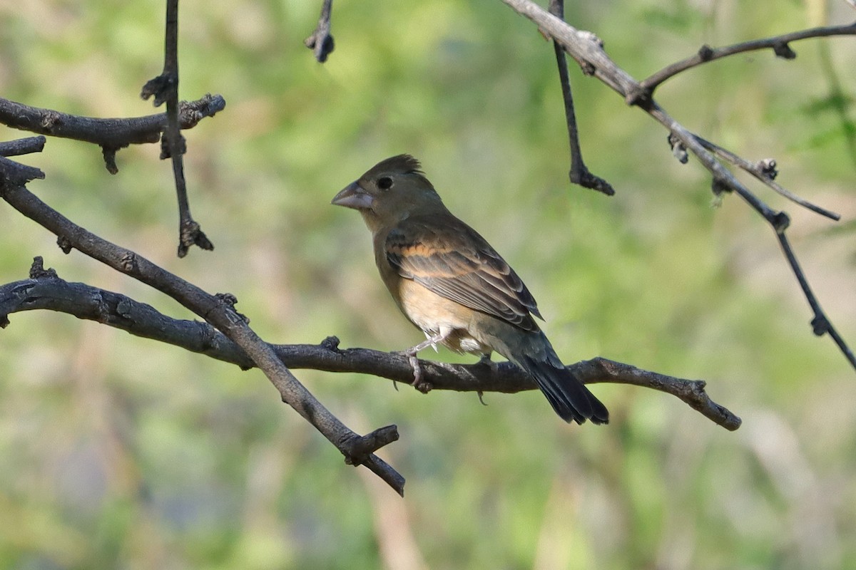 Blue Grosbeak - ML620691070