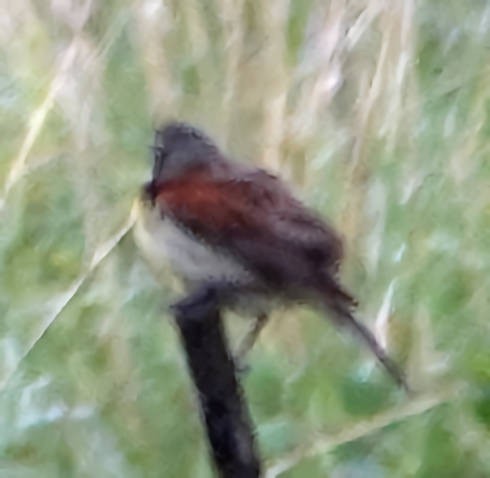 Dickcissel d'Amérique - ML620691071