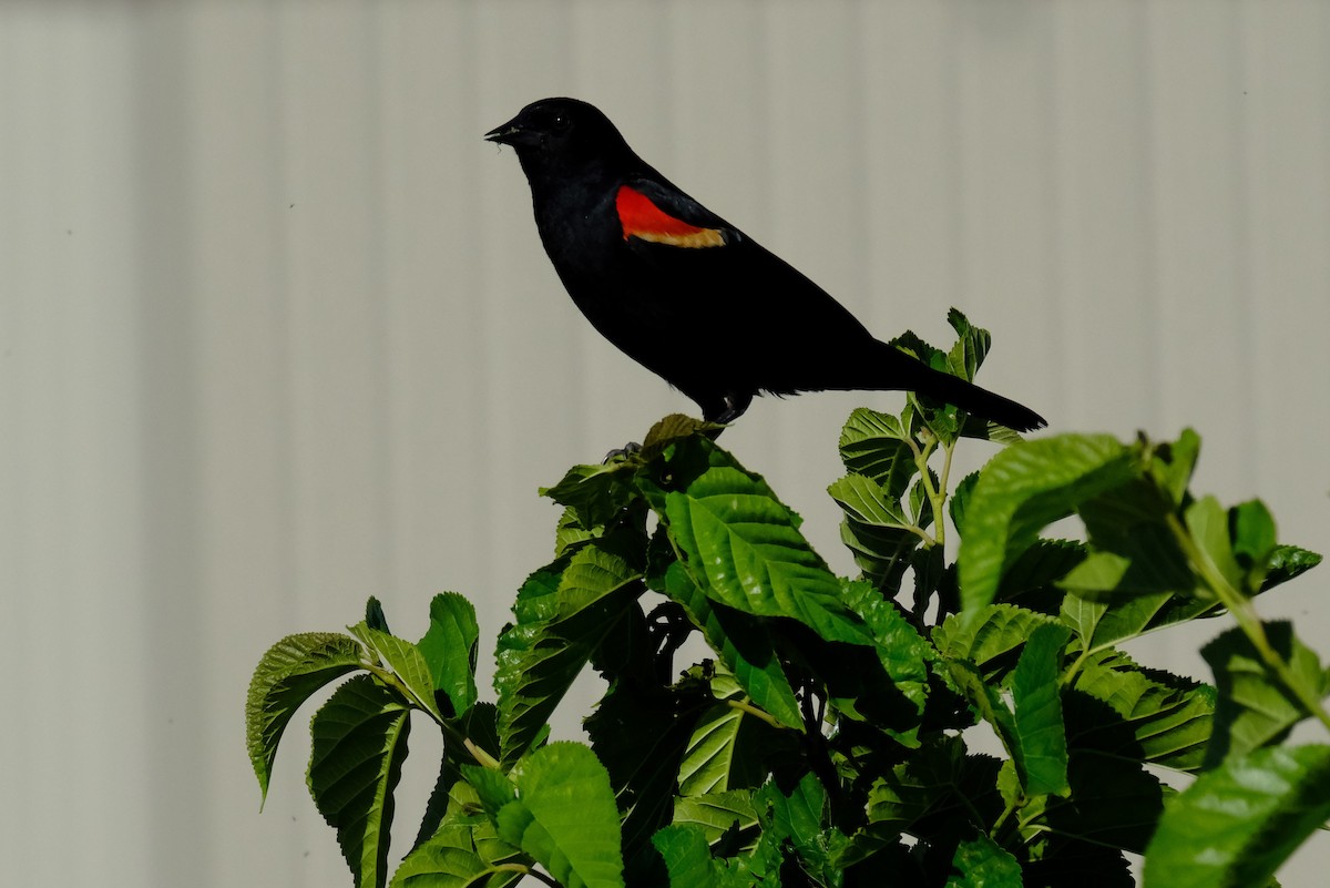 Red-winged Blackbird - ML620691072