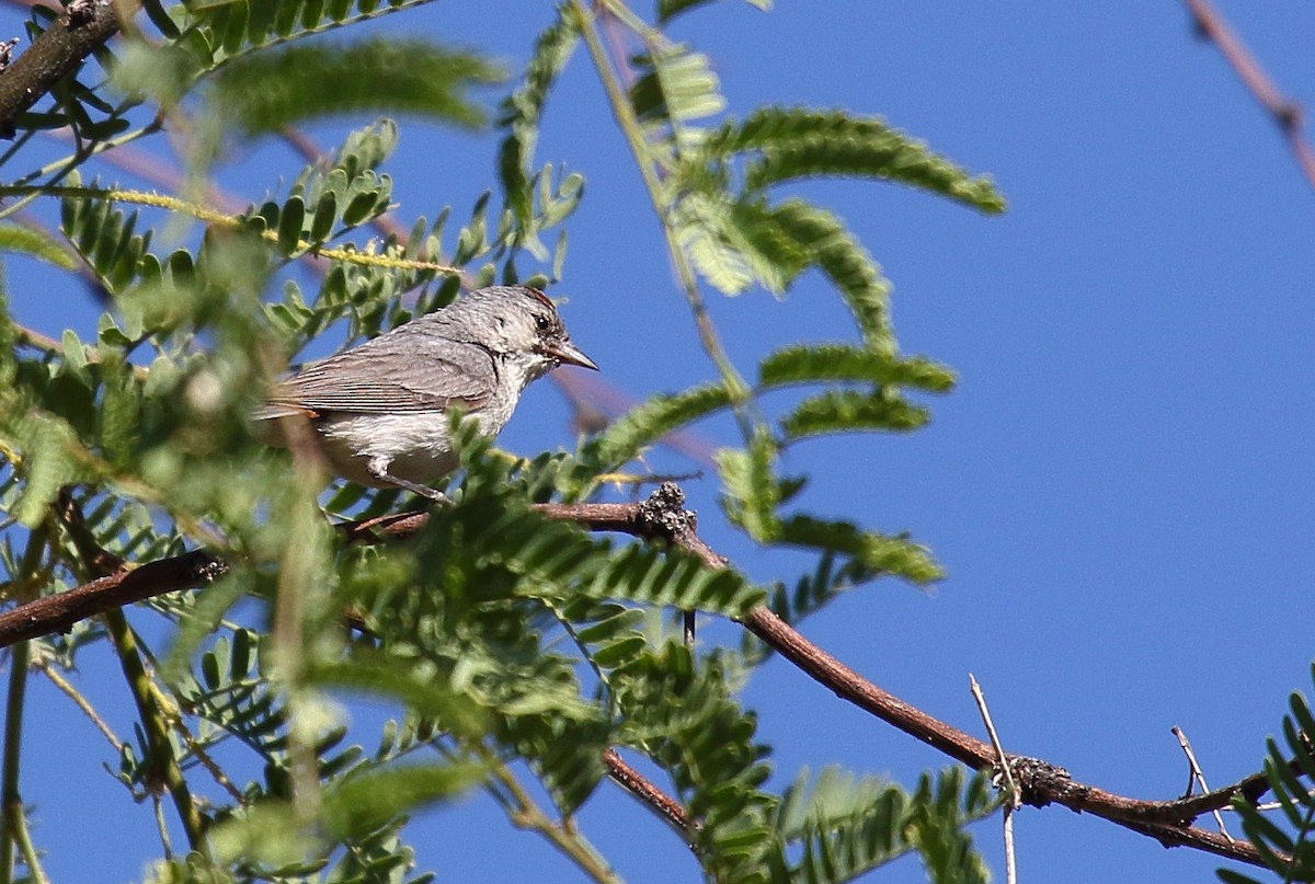 Lucy's Warbler - ML620691074