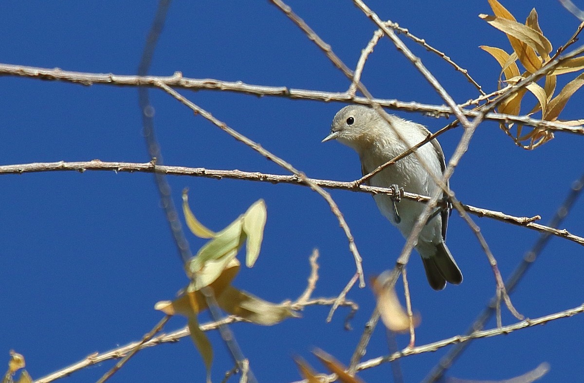 Lucy's Warbler - ML620691075