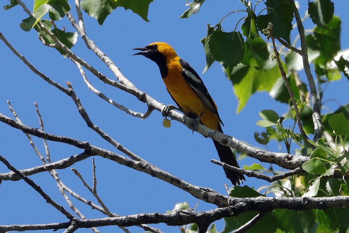 Hooded Oriole - Cindy Krasniewicz