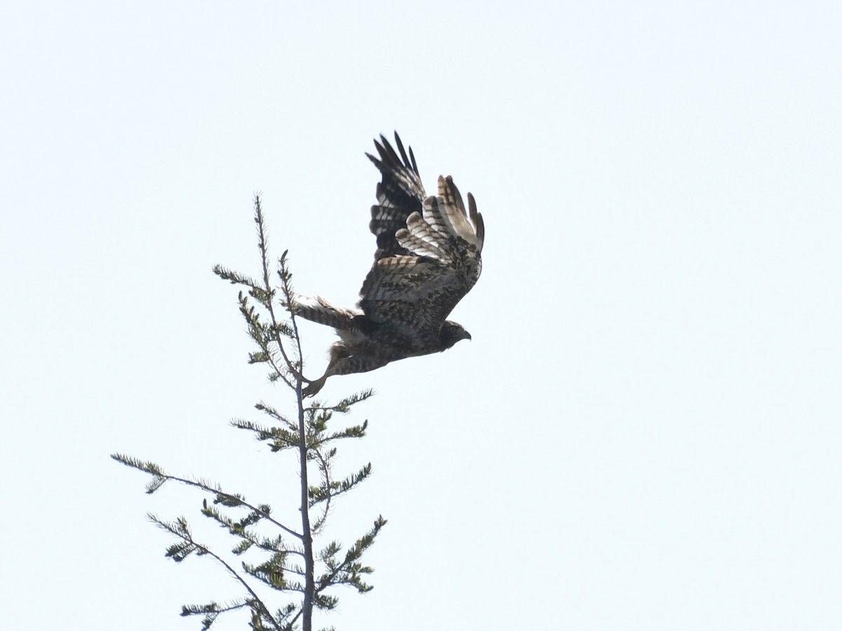 Red-tailed Hawk - ML620691077