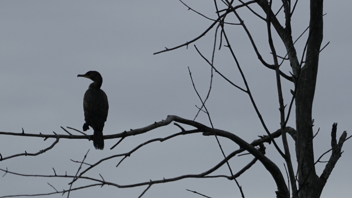 Double-crested Cormorant - ML620691079