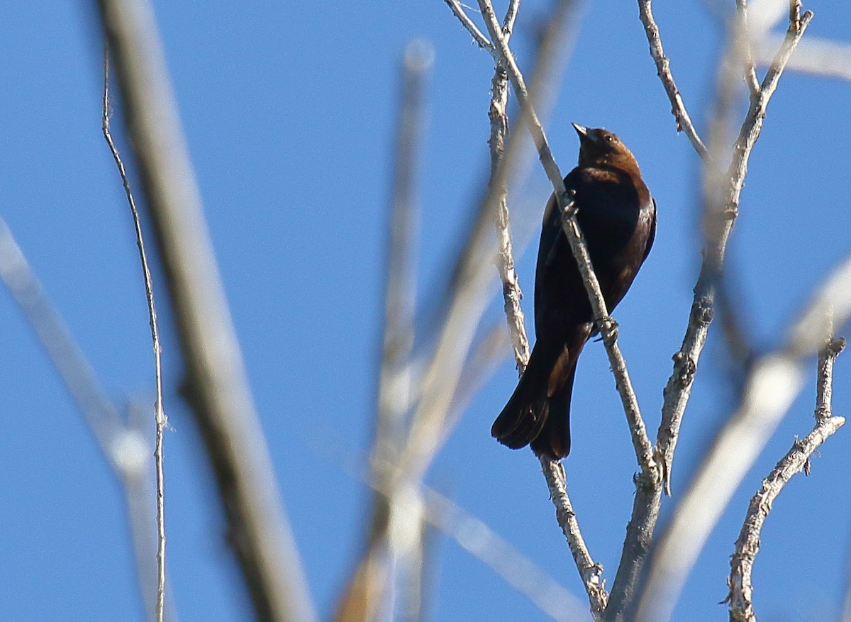 Brown-headed Cowbird - ML620691080