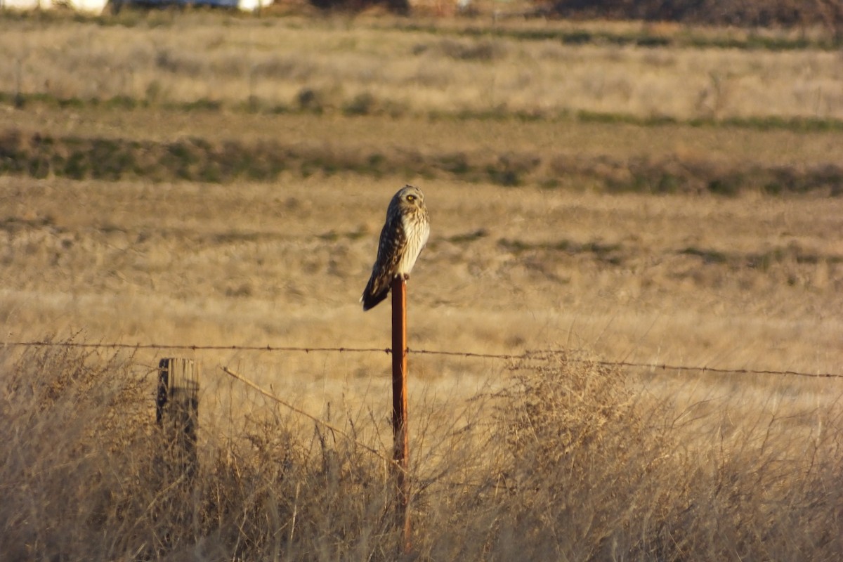 Short-eared Owl - ML620691081