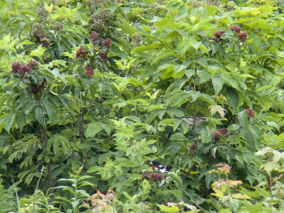 Rose-breasted Grosbeak - ML620691082