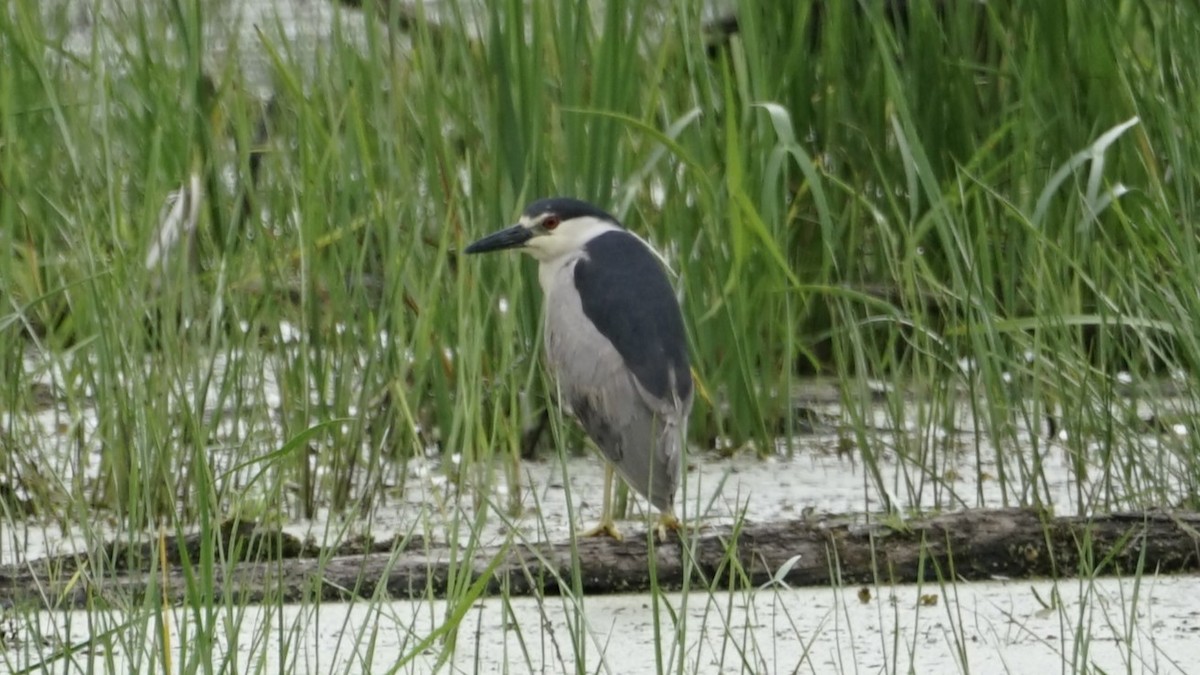 Black-crowned Night Heron - ML620691084