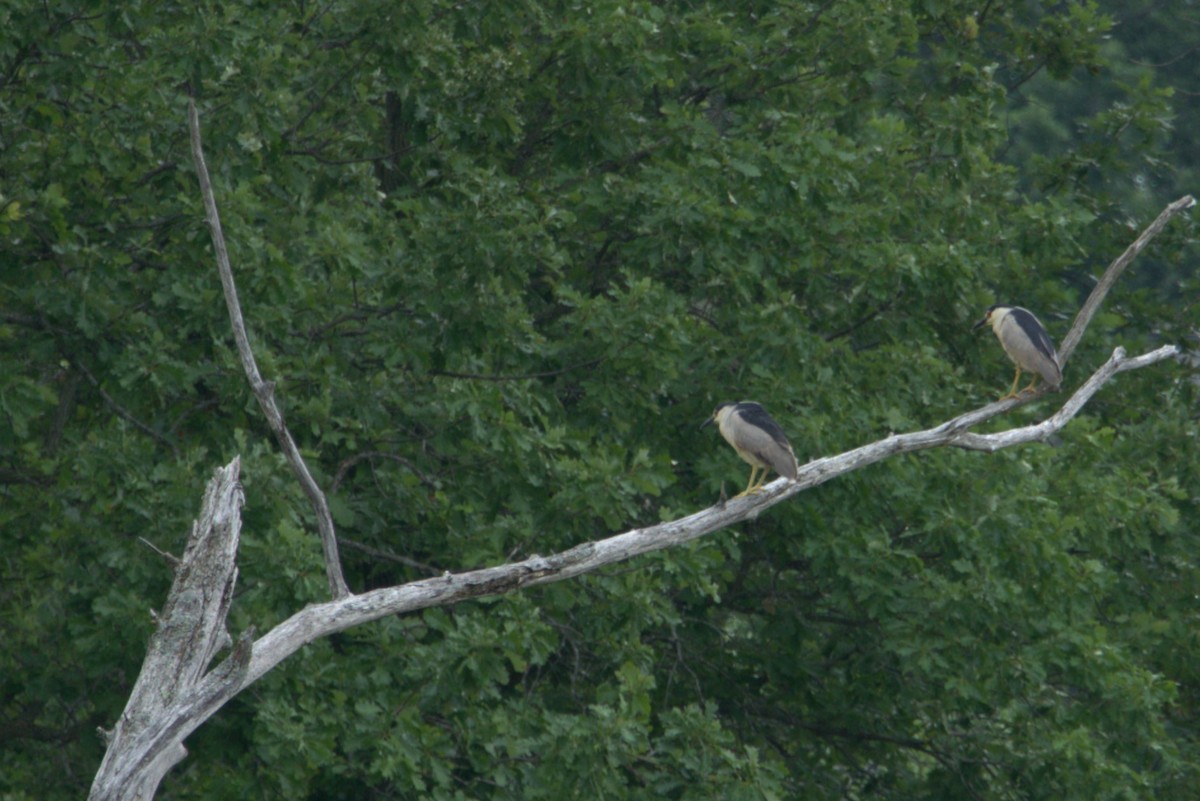 Black-crowned Night Heron - ML620691085