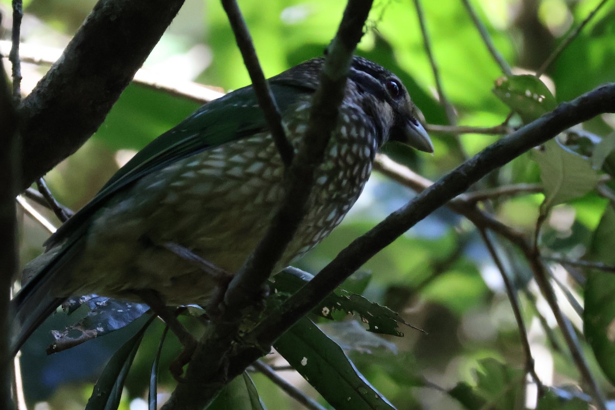 Spotted Catbird - ML620691089