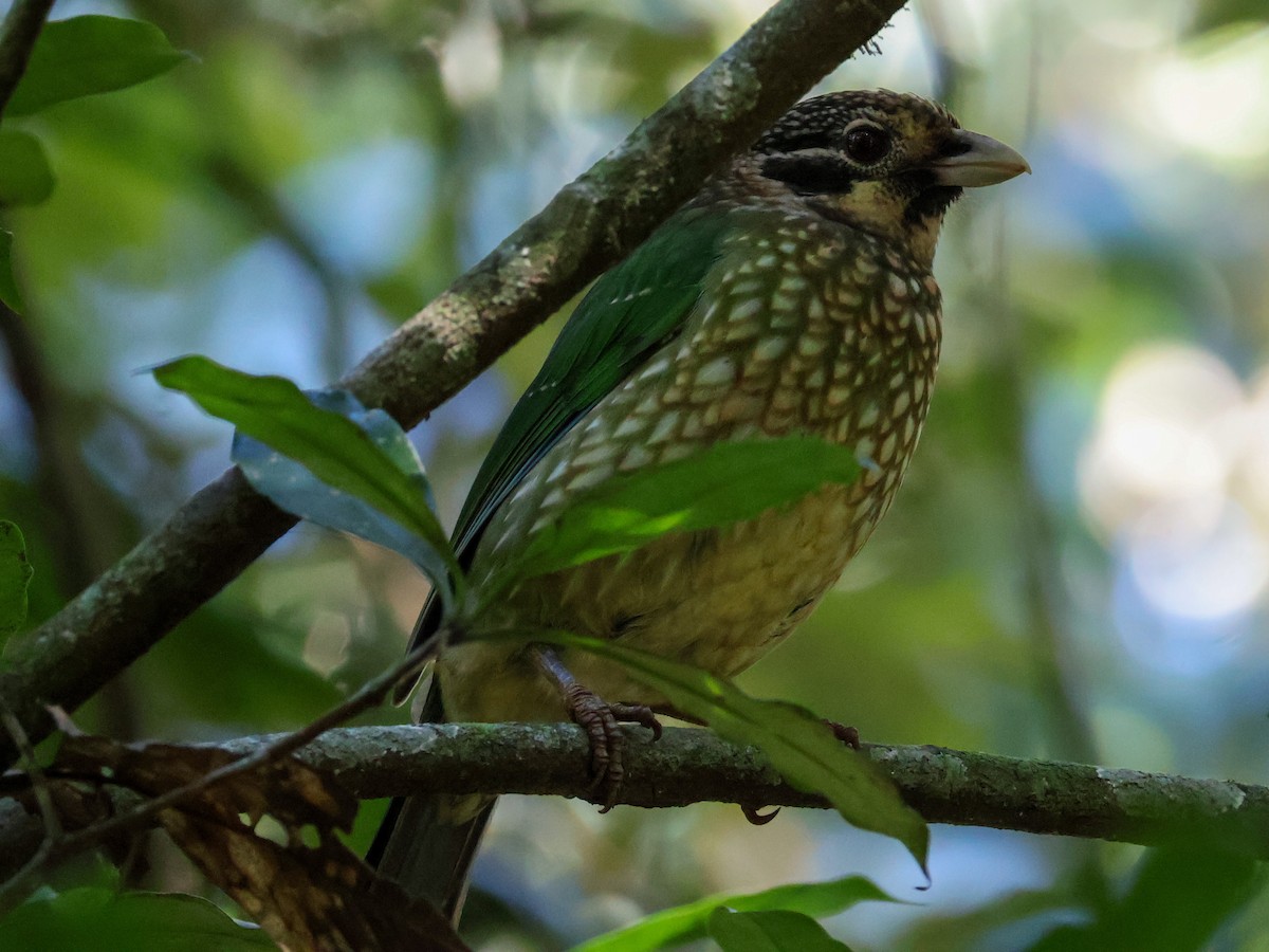 Spotted Catbird - ML620691094