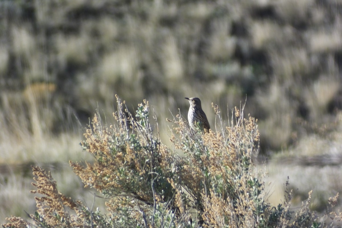 Sage Thrasher - ML620691098