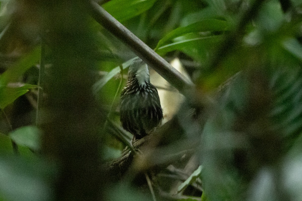 Striated Wren-Babbler (minuta/fortichi) - ML620691099