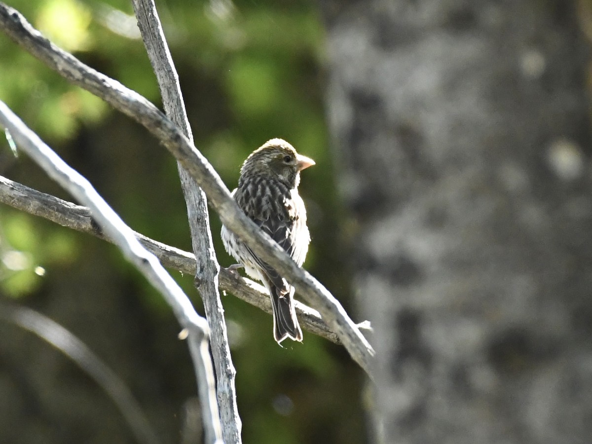 Cassin's Finch - ML620691100