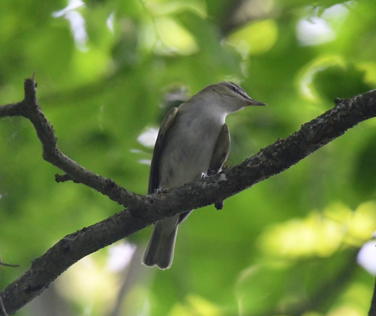 Red-eyed Vireo - ML620691101