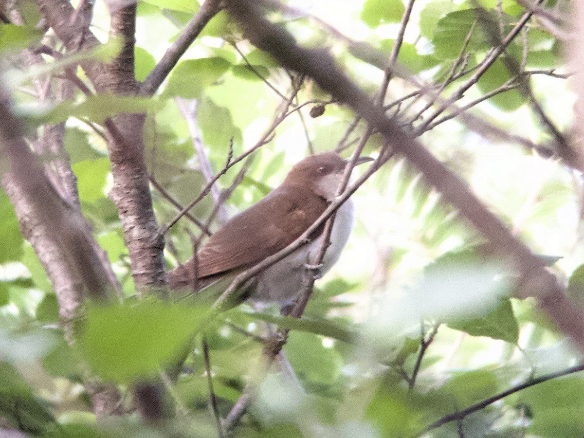 Black-billed Cuckoo - ML620691102