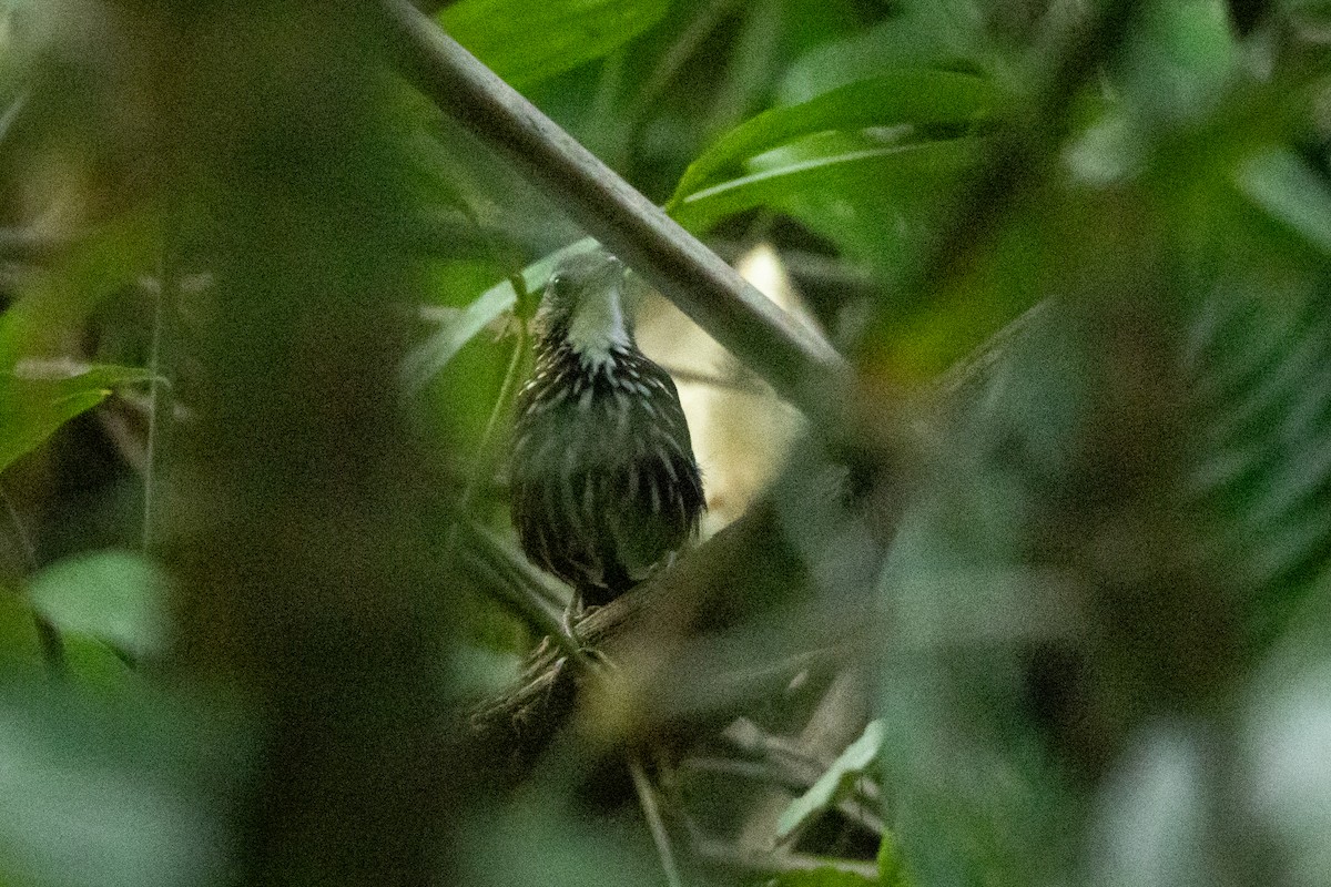 Striated Wren-Babbler (minuta/fortichi) - ML620691103