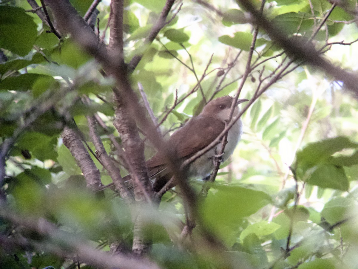 Black-billed Cuckoo - ML620691104