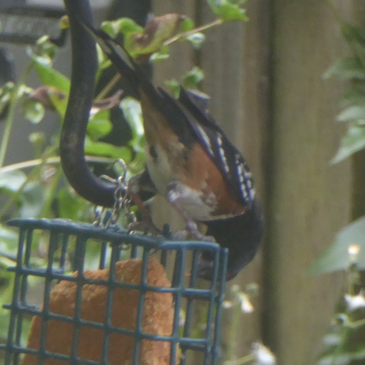 Spotted Towhee - ML620691105