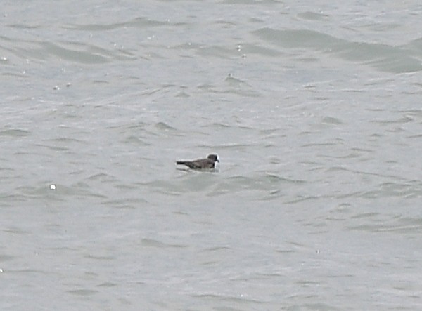 Leach's Storm-Petrel - ML620691106