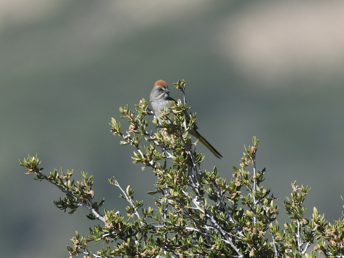 Green-tailed Towhee - ML620691107